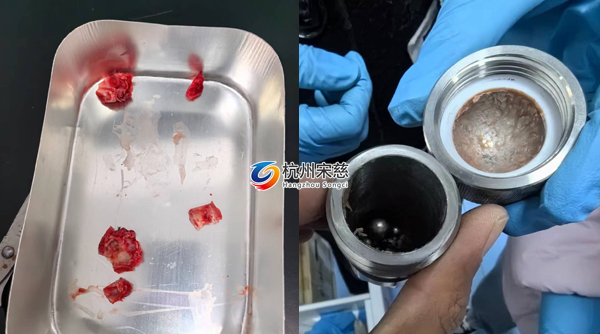 宋慈多樣品組織研磨儀顯神威|大鼠頭骨RNA提取輕松搞定！
